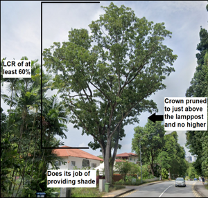 Did you know a tall tree is not always a good street tree? (Part 1)