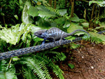 Teufelberger Chameleon Climbing Rope 10.5 mm Per Meter - treestore.io